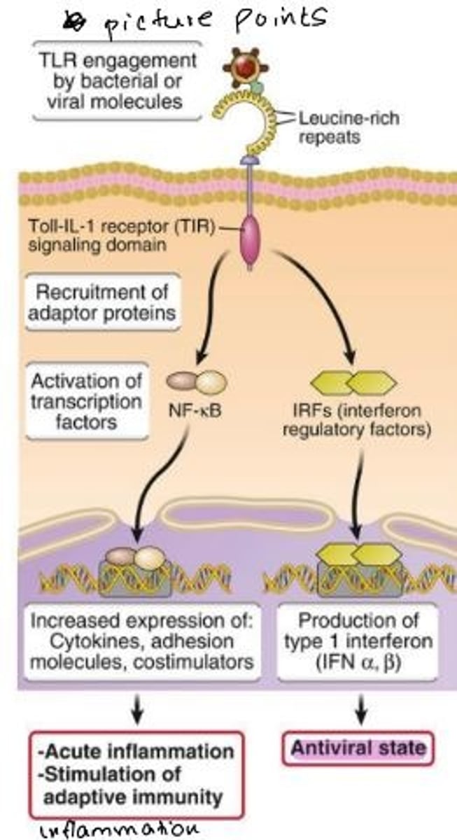 <p>Signalling cascade activates transcription factors of NF-kB and Interferon Regulatory Factors (IRFs) </p><p>NF-kB activation promotes increased expression of cytokines, adhesion molecules, costimulators. Involved in acute inflammation and stimulation of adaptive immunity.</p><p>IRF activation promotes production of type 1 interferons for the antiviral state</p>