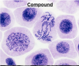 <ul><li><p>Visible light is focused on a thin slice of the sample </p></li><li><p>Produces 2D image </p></li><li><p>Uses </p><ul><li><p>cells, tissues, organisms </p></li><li><p>staining used </p></li></ul></li><li><p>Disadvantage </p><ul><li><p>Can’t view living cells (stain kills) </p></li></ul></li></ul><p></p>