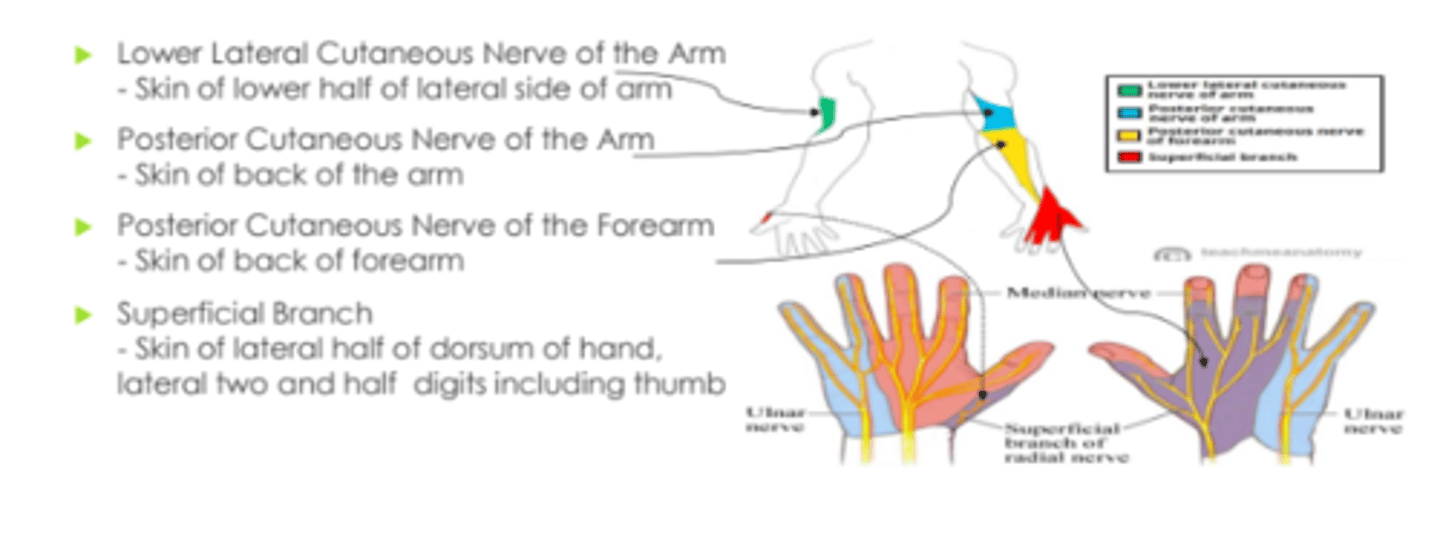 <p>Lower lateral cutaneous nerve (lower half of lateral arm), Posterior Cutaneous Nerve of Arm (Skin of back of arm), Posterior Cutaneous Nerve of Forearm (skin of back of forearm), Superficial Branch (lateral half of dorsum of hand, lateral two and half digits including thumb.</p>