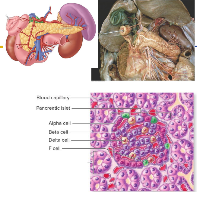 <p>Recall: has both exocrine and endocrine functions.</p><p>- exocrine: digestive enzymes; delivered to GIT by ducts</p><p>- Endocrine function: produces insulin, glucagon and somatostatin which regulate blood glucose levels.</p><p>Pancreatic islets:</p><p>- alpha cell (around 20% islet cells): Glucagon increases blood glucose</p><p>- beta cells (around 70%): insulin decreases blood glucose</p><p>- Delta cells (around 5-10%): somatostatin (body static): inhibits glucagon and insulin secretion</p>