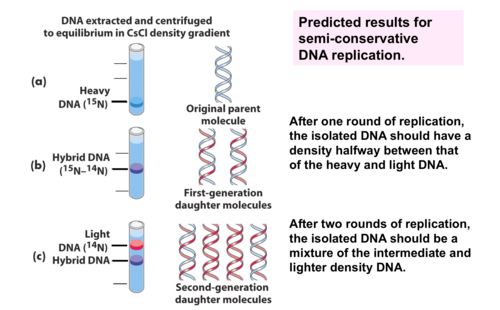 Experiment to test the possible models of DNA replication. Grew bacteria in heavy Nitrogen, then transferred to light nitrogen. Put in medium and spun. Found that DNA was in the middle. Determined that DNA replicates in a semi-conservative model.