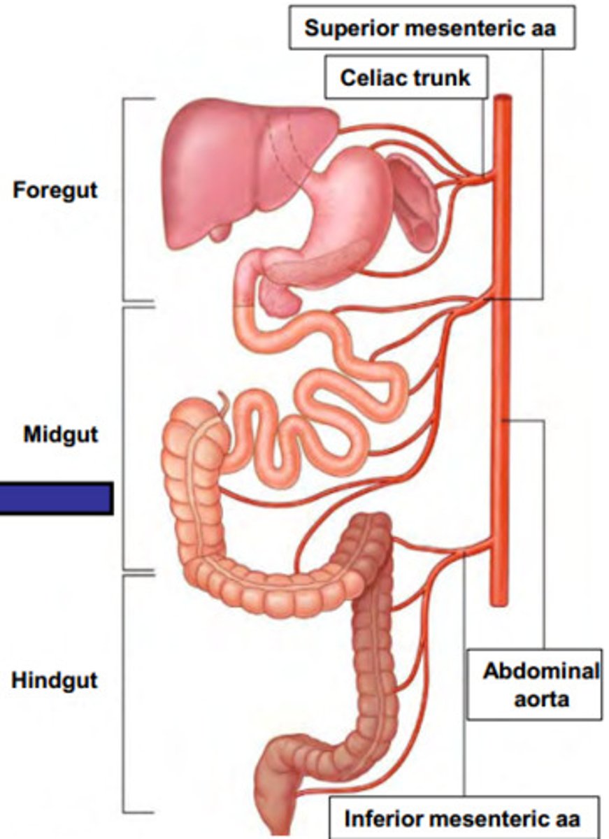 <p>Jejunum to transverse colon</p>