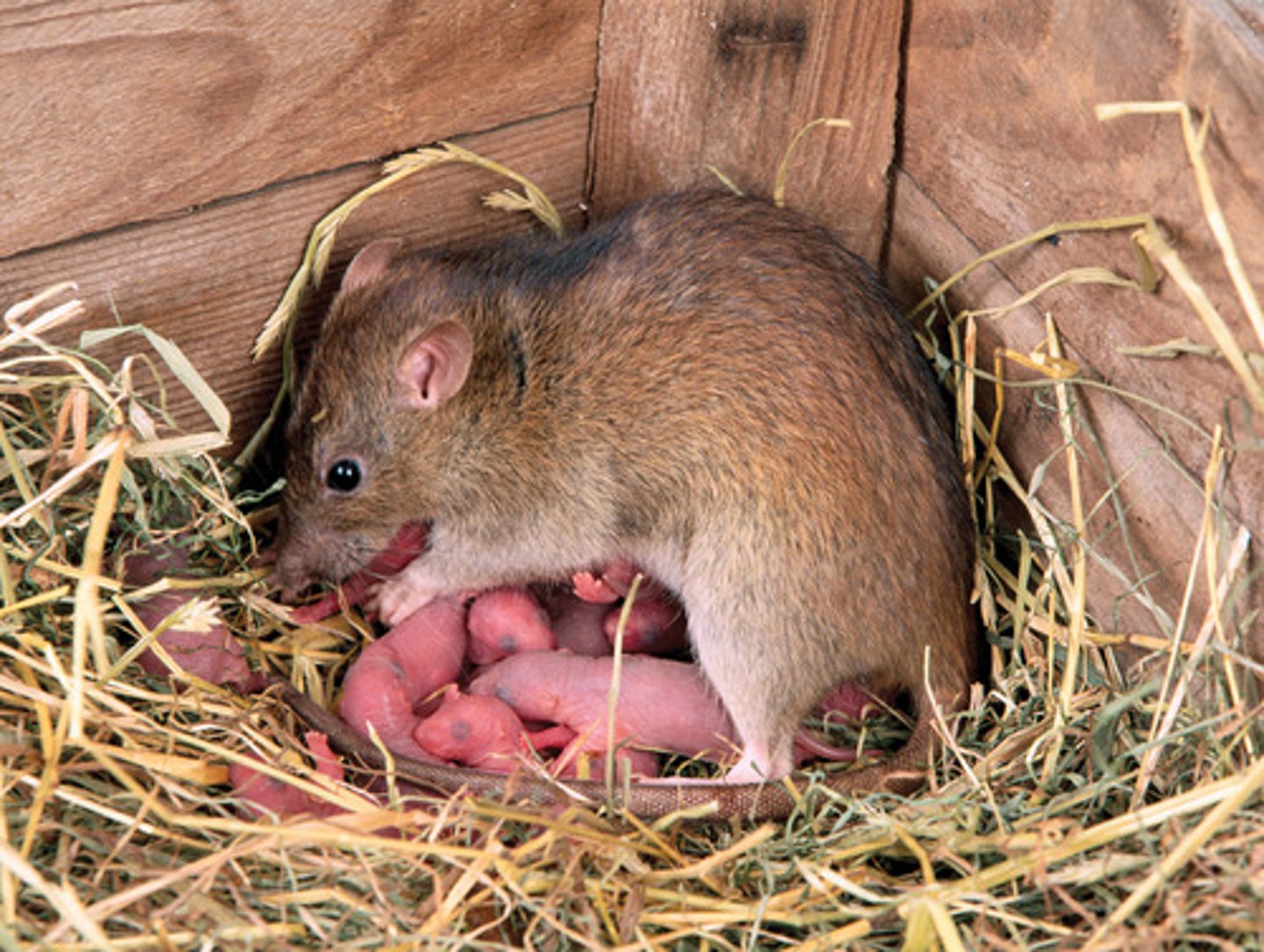 <p>The ability of an individual to successfully reproduce and pass on their genetics.</p>