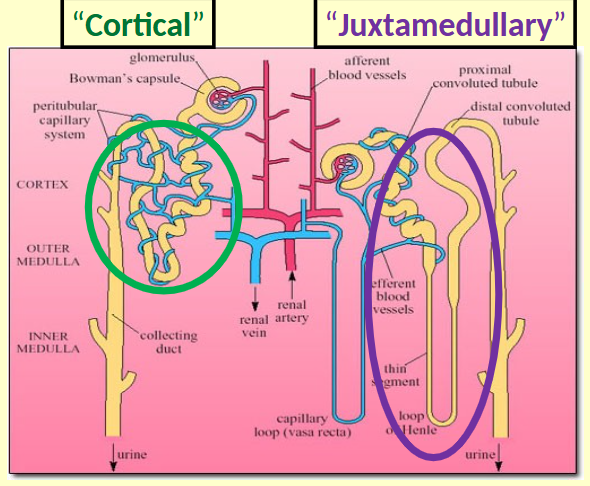 <p>Kidneys have two different nephrons:</p>