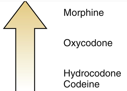 <p><span>★ The severity of the side effects is proportional to the agents efficacy (strength) </span></p><p><span>-efficacy is variable among opiods </span></p><p><span>★ They provide varying degrees of analgesia depending on the </span></p><p><span>strength of the agent </span></p><p><span>● U receptor → analgesia (inability to feel pain)</span></p><p><span>● K receptor → dysphoria and analgesia (dissatisfaction with </span></p><p><span>life) </span></p><p><span>● Opioids alter the patients reaction to painful stimuli by altering the release of certain central neurotransmitters </span></p><p><span>● Cough suppression </span></p><p><span>● GI effects → decrease propulsive contractions and motility </span></p><p><span>making them useful in treatment of diarrhea </span></p><p><span><strong>Sedation &amp; euphoria: generally produce sedation by the K receptor stimulation which may potentiate their analgesic effect and relieve anxiety </strong></span></p>