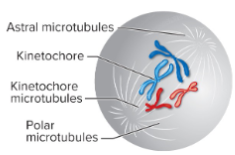 <p>Nuclear membrane breaks down.<br>Microtubules attach to kinetochores in centromere of each sister chromatid.<br>Sister chromatids attach from opposite poles.<br>Mitotic spindle forms.</p><p>46 chromosomes</p><p>92 sister chromatids</p><p>23 homologous pairs</p>