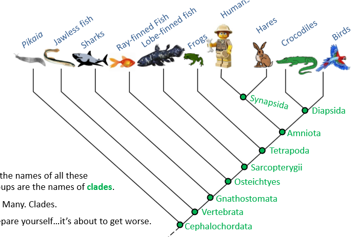 <p>clades in vertebrate evolution </p>