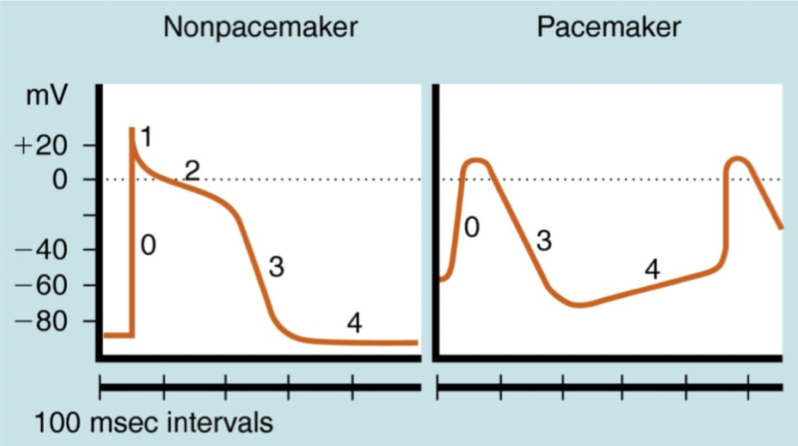 <p><u>Pacemakerceller</u>: Depolarisering är beroende av Ca<sup>2+</sup> och sedan sker spontan ökning av membranpotential med<strong> I<sub>funny</sub>- currents</strong> → Na+ och K+. </p><p><u>Kardiomyocyter</u>: Beroende av natrium. </p>