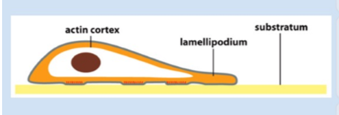 <p>which of the following factors does NOT contribute to cell migration </p>