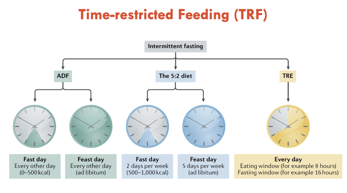 <ol><li><p><strong>Alternative day fasting</strong> (24hr feast, then 24hr fast)</p></li><li><p><strong>The 5:2 diet</strong> (5 day feast day, 2 day fast say)</p></li><li><p><strong>Time-restricted fasting</strong> (8-hour eating, 16-hour fasting)</p></li></ol><p>Note: First 24 hours uses <u>liver glycogen</u>, <u>ketone bodies</u> dramatically increase after 48 hour fasting</p><p></p>
