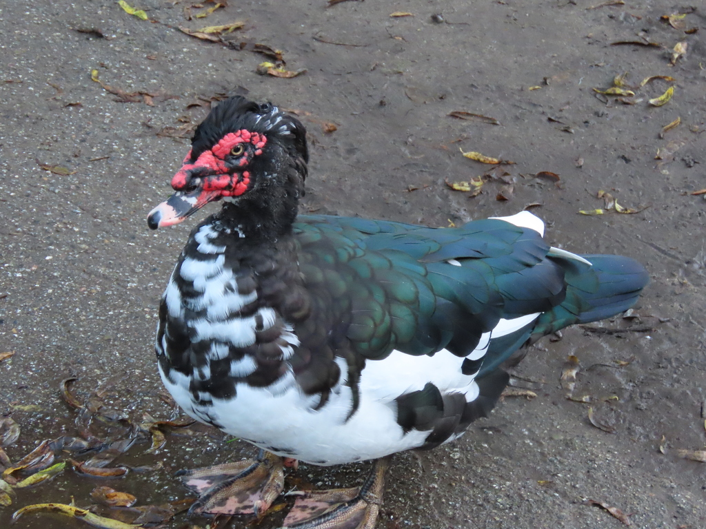Anseriformes - Anatidae - Cairina moschata