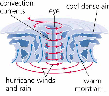 <p>List the steps of a tropical storm forming</p>