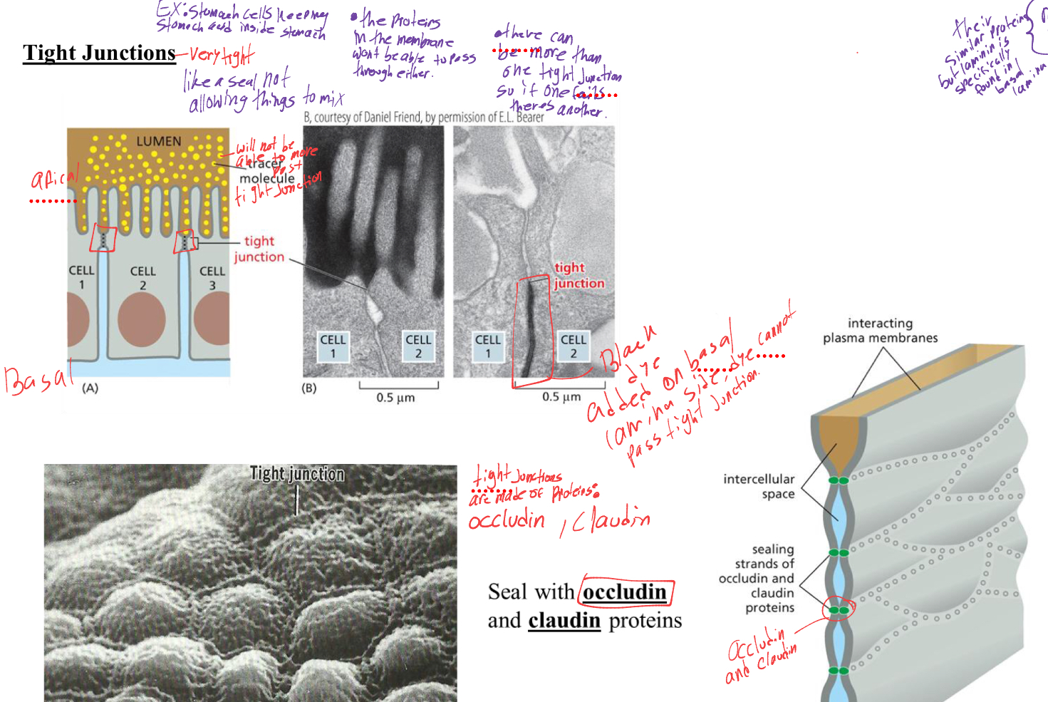 <p>they are junctions that hold cells together tightly and do not let ANYTHING in-between them. there can be multiple on a cell so if one fails theres more.</p><p>the 2 proteins that make it up are</p><ol><li><p>occludin</p></li><li><p>Claudin</p></li></ol><p></p>