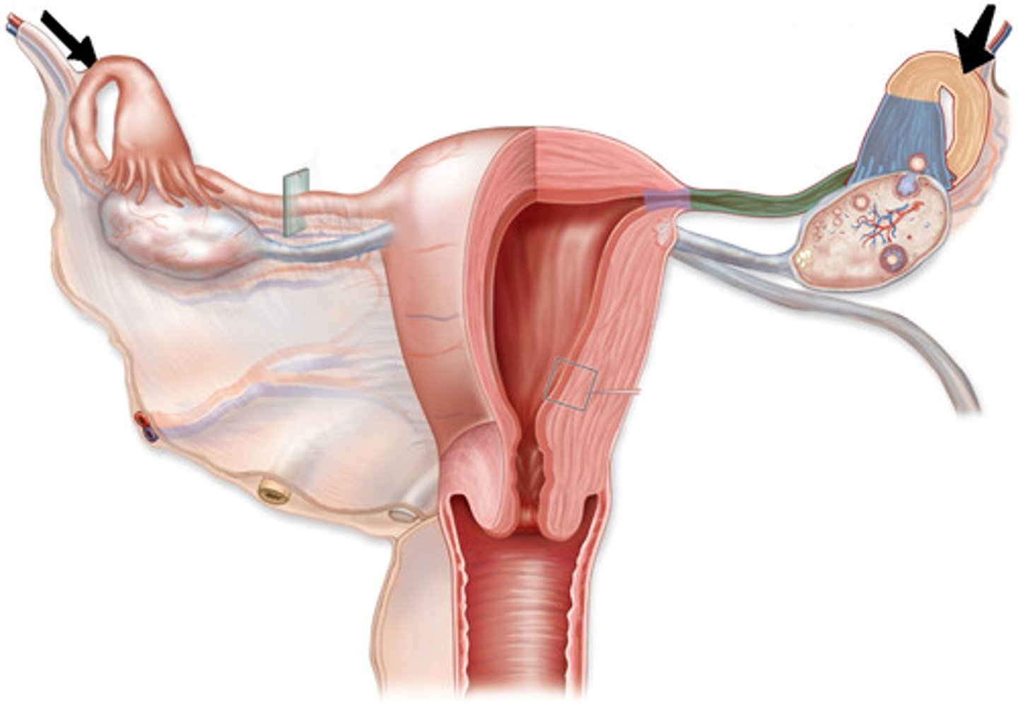 <p>the uterine tube (oviducts aka Fallopian tubes)</p>
