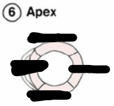 <p>Identify this image. </p>