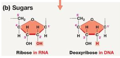 <p>deoxyribose in DNA has a -H bonded to the 2’ carbon, while ribose in RNA has an -OH to the 2’ carbon</p>