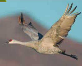 <p><span><span>Grus canadensis </span></span></p>