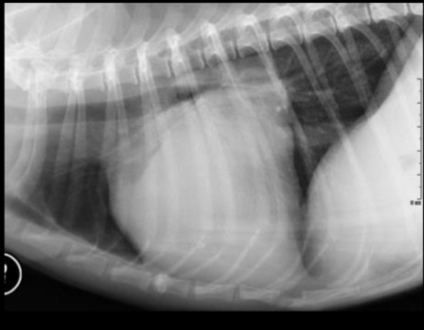 <p>What part of the heart is enlarged in this lateral radiograph?</p>