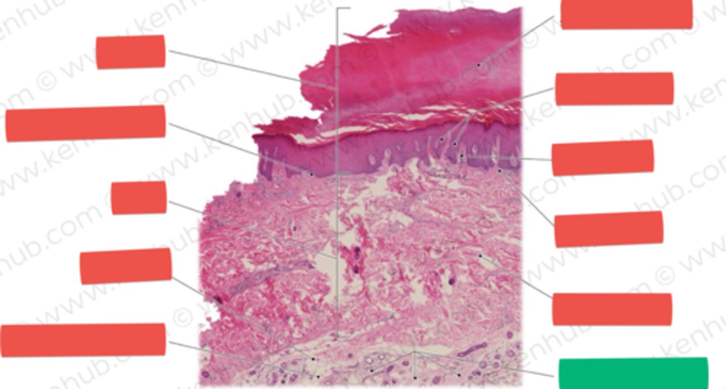 knowt flashcard image