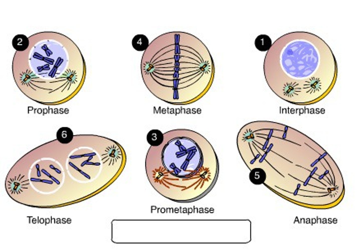 <p>interphase, prophase, metaphase, anaphase, telophase, cytokinesis</p>
