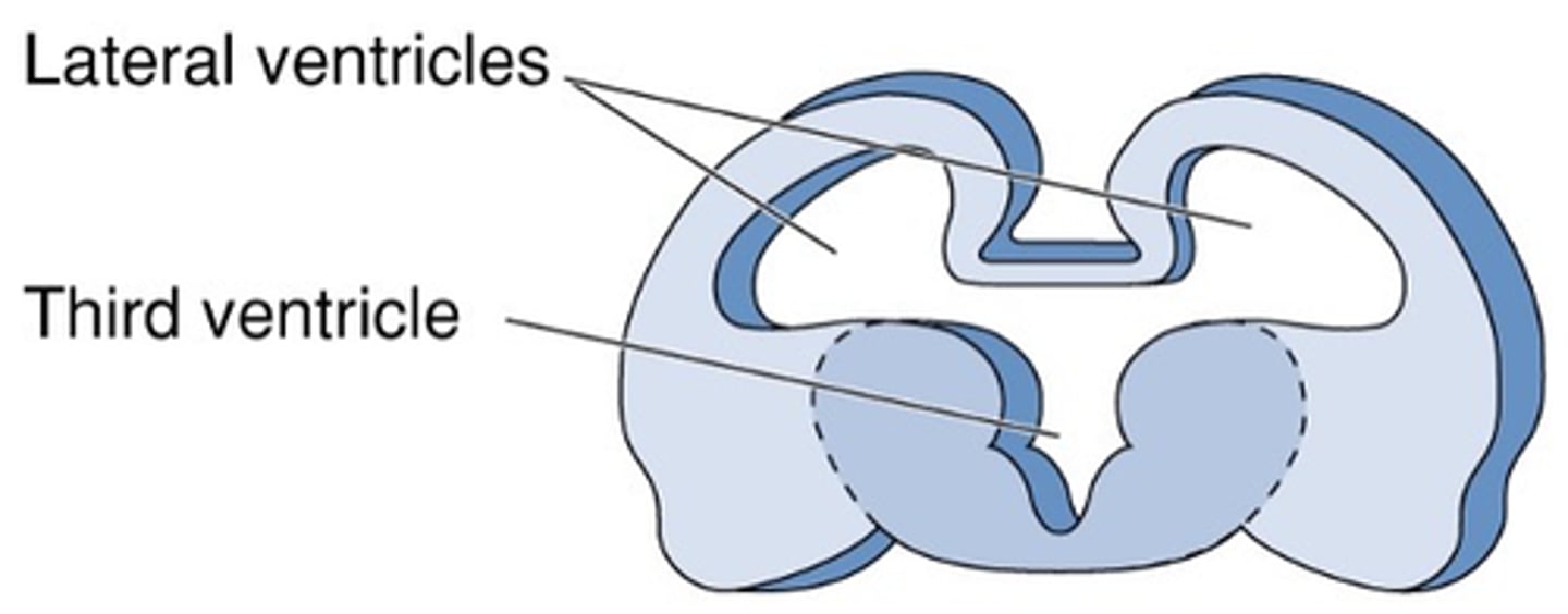 <p>Forebrain differentiation: Ventricles</p>
