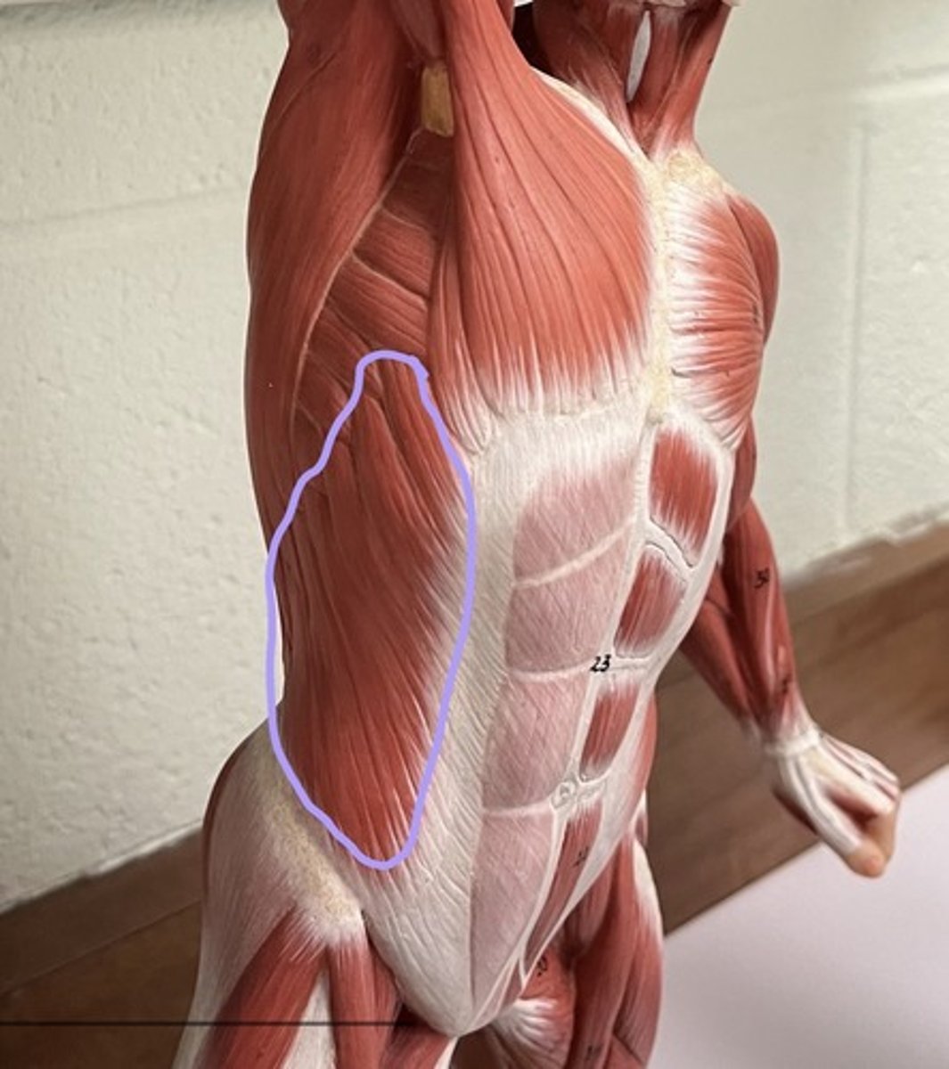 <p>Classic oblique muscles</p>