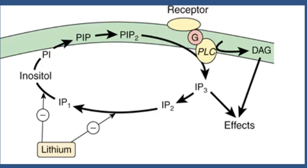 <p>inhibits phosphatases to become inositol (recycling of IP3 to PIP2) in a Gq coupled receptor</p><ul><li><p>How it connects to mood - we don’t really know</p></li></ul><p></p>