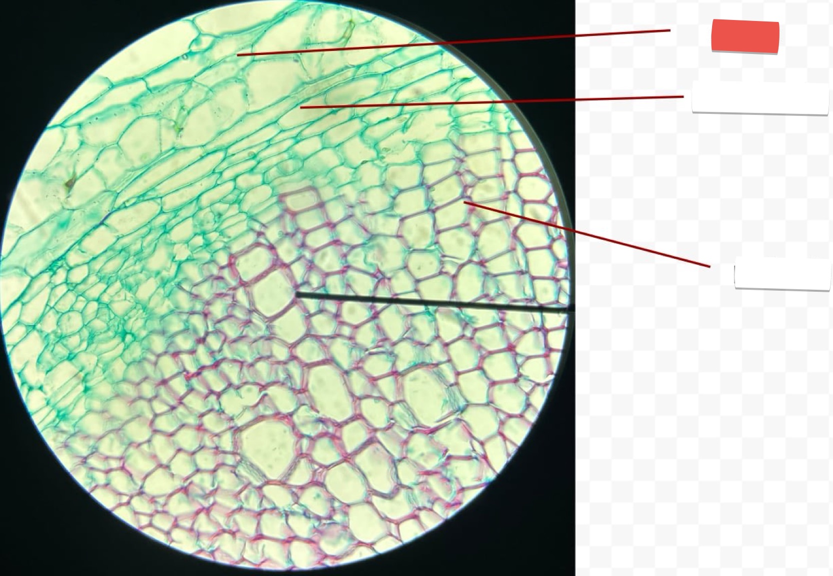 <p>identify the part in red</p>