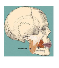 <p>Origin: Maxilla and Mandible</p><p>Insertion: Orbicularis Oris</p><p>Action: Presses cheeks against teeth and lips, as in whistling draws corner of mouth laterally, assists in chewing be keeping food between teeth.</p>