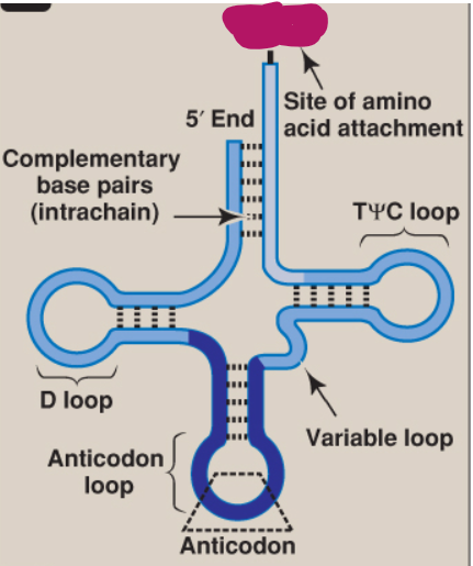 <p>What is this part of tRNA?</p>