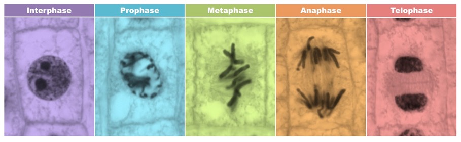 <p>Cells in mitosis/ total number of cells</p>