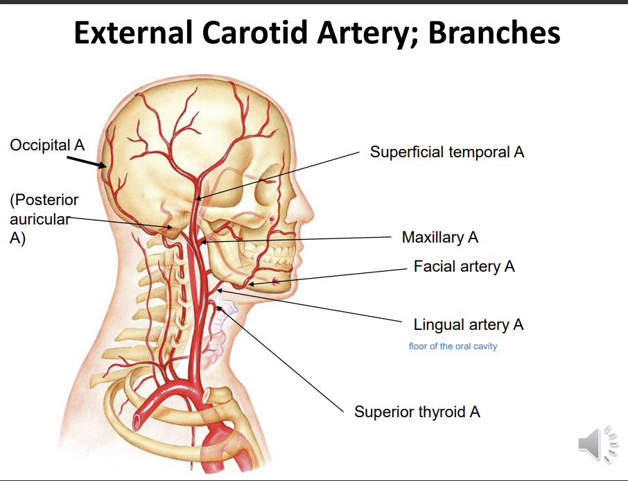 <p>posterior auricular artery</p><p>occipital artery</p><p>superficial temporal</p><p>maxillary</p><p>facial</p><p>lingual</p><p>superior thyroid</p>