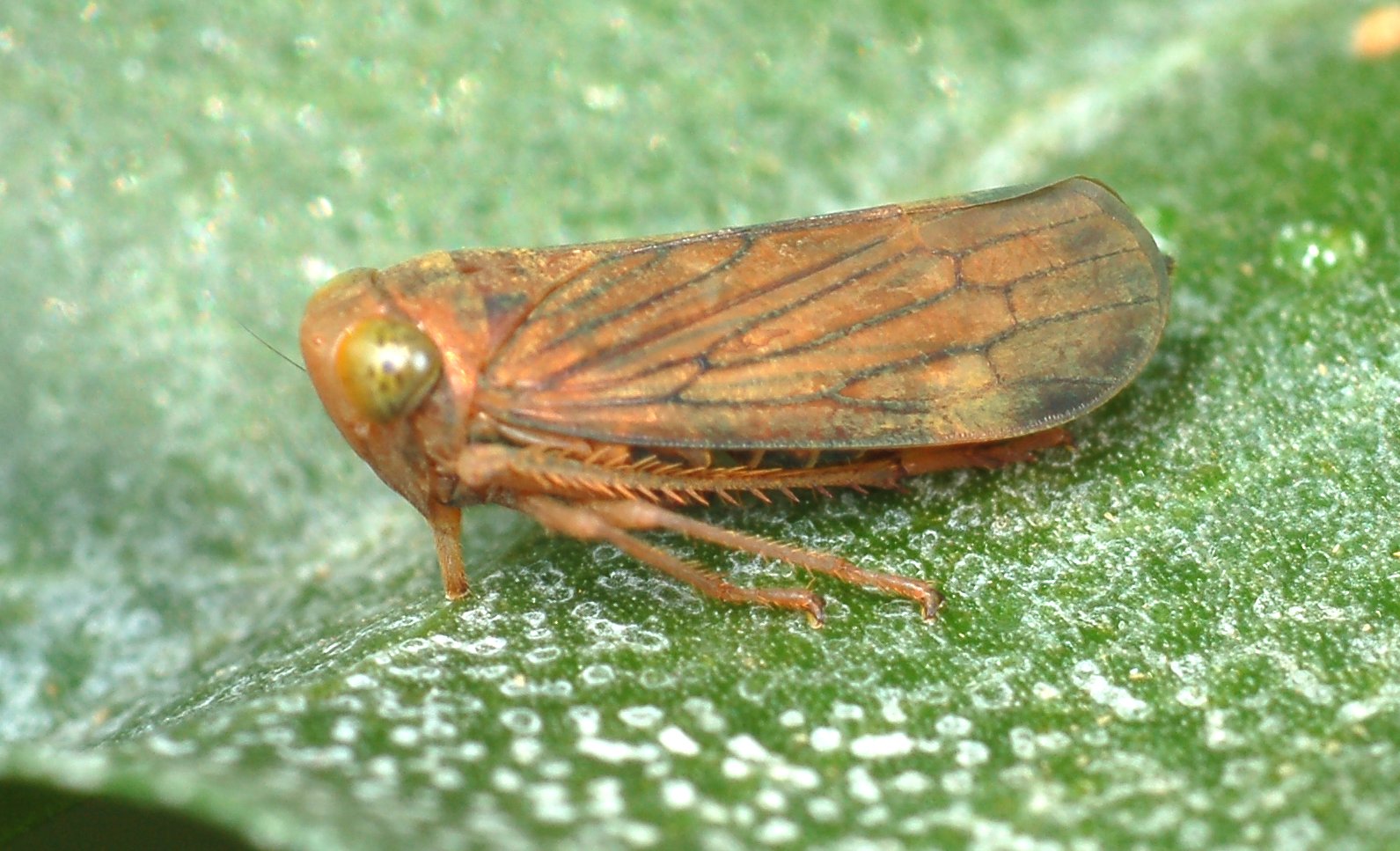<ol><li><p>Comb-like rows of large spines along tibia of hind legs</p></li><li><p>Short, bristle-like antennae</p></li></ol><p></p>