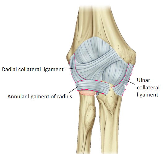 <p>- radial (lateral) collateral </p><p>- ulnar (medial) collateral </p><p>- annular ligament of radius</p>