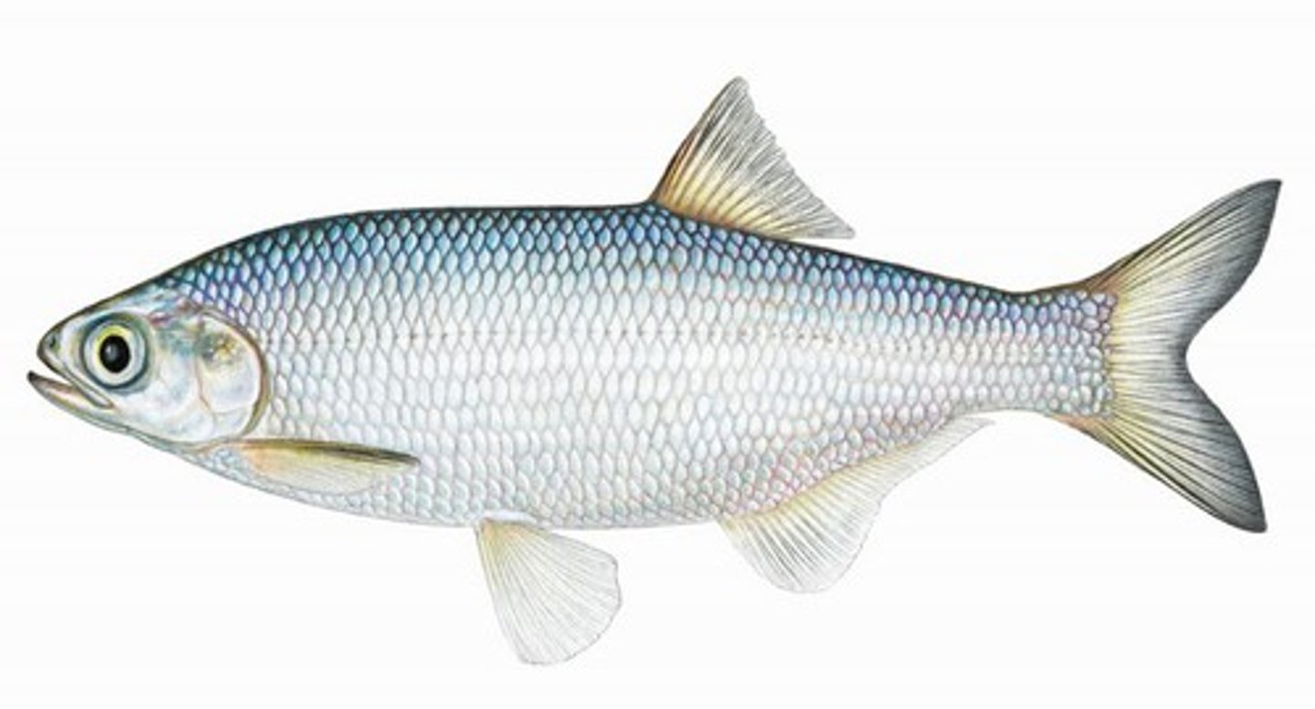 <p>Order Hiodontiformes;</p><p>Mooneyes;</p><p>-Long anal fin (17 or more rays)</p><p>-Ventral margin of abdomen with sharp, smooth edge</p><p>-Freshwater</p><p>-1 genus, 2 species</p><p>-2 TN species</p>