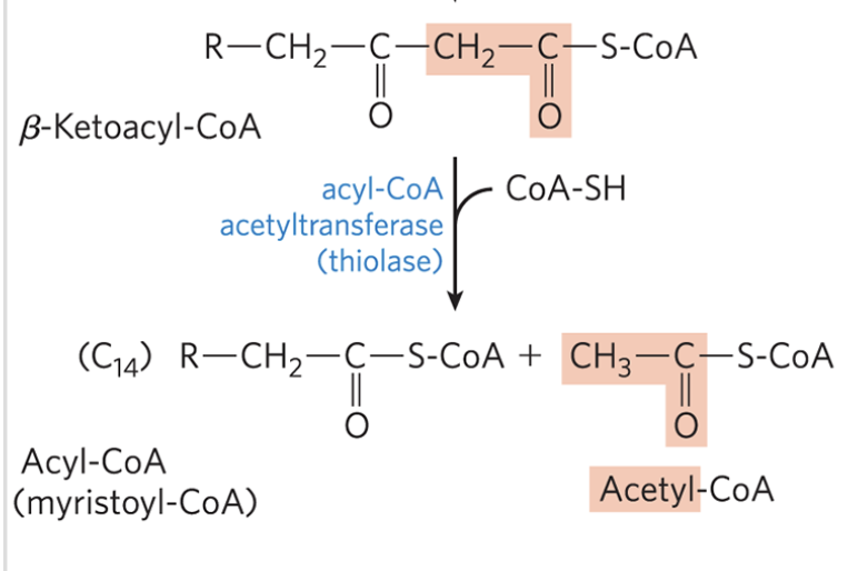 <ul><li><p>catalyzed by <strong>acyl-CoA acetyltransferase (thiolase)</strong></p></li><li><p>reaction of β-ketoacyl-CoA with a free coenzyme A to split off the carboxyl-terminal two-carbon fragment of the original fatty acid as acetyl-CoA</p></li><li><p>the other product is the coenzyme A thioester of the fatty acid, now shortened by two carbon atoms</p></li><li><p>reverse claisen condensation reaction</p></li></ul><p></p>