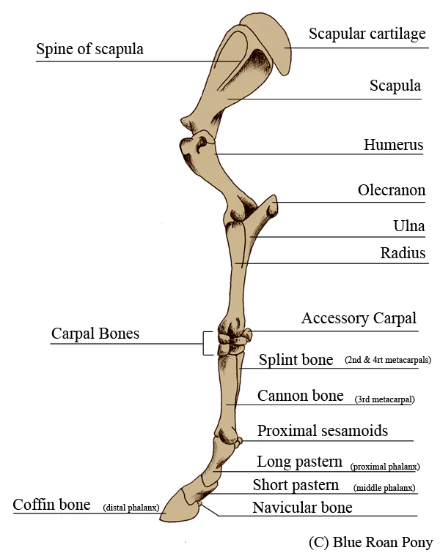 <ul><li><p><span>1 digit with 3 phalanges</span></p><ul><li><p><span>Long pastern bone (proximal phalanx)</span></p></li><li><p><span>Short pastern bone (middle phalanx)</span></p></li><li><p><span>Coffin bone (distal phalanx)</span></p></li></ul></li><li><p><span>3 sesamoid bones</span></p><ul><li><p><span>2 proximal at the fetlock</span></p></li><li><p><span>1 distal = navicular</span></p></li></ul></li></ul><p></p>
