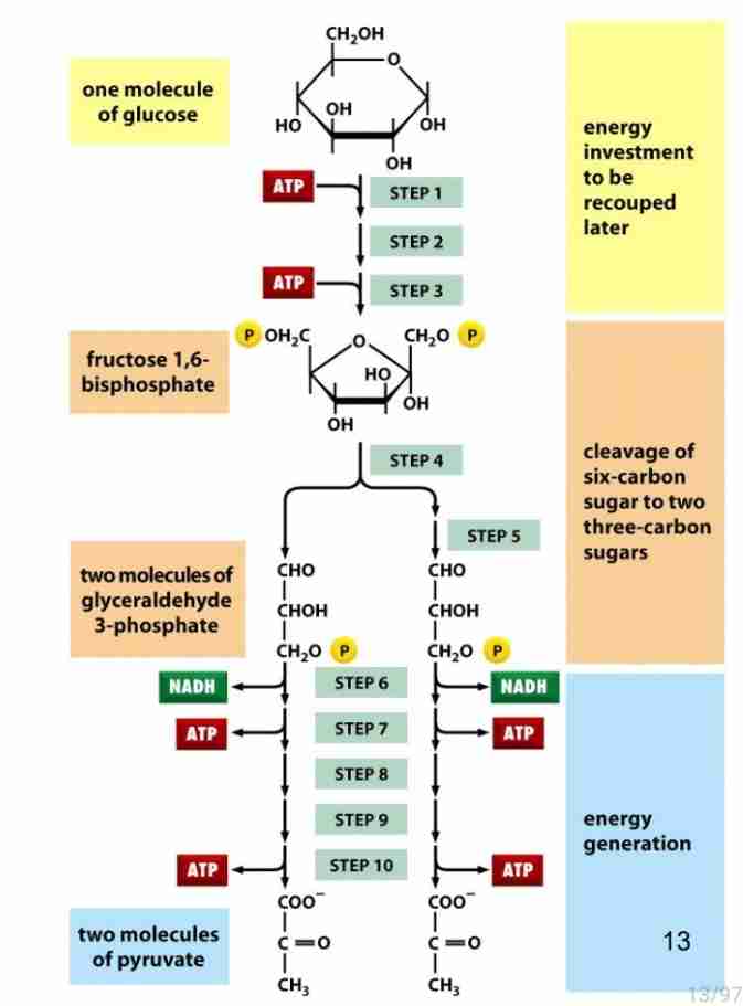 <p>break down of glucose to pyruvate energy obtain</p>