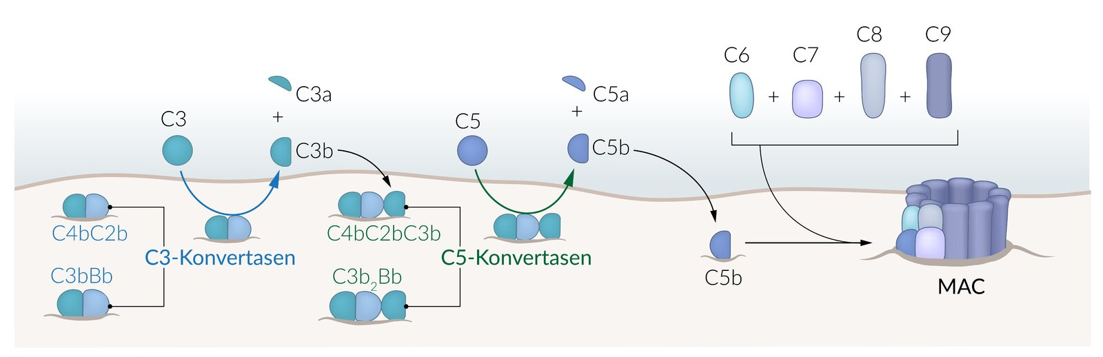 <p>A. Activation of the complement system</p>