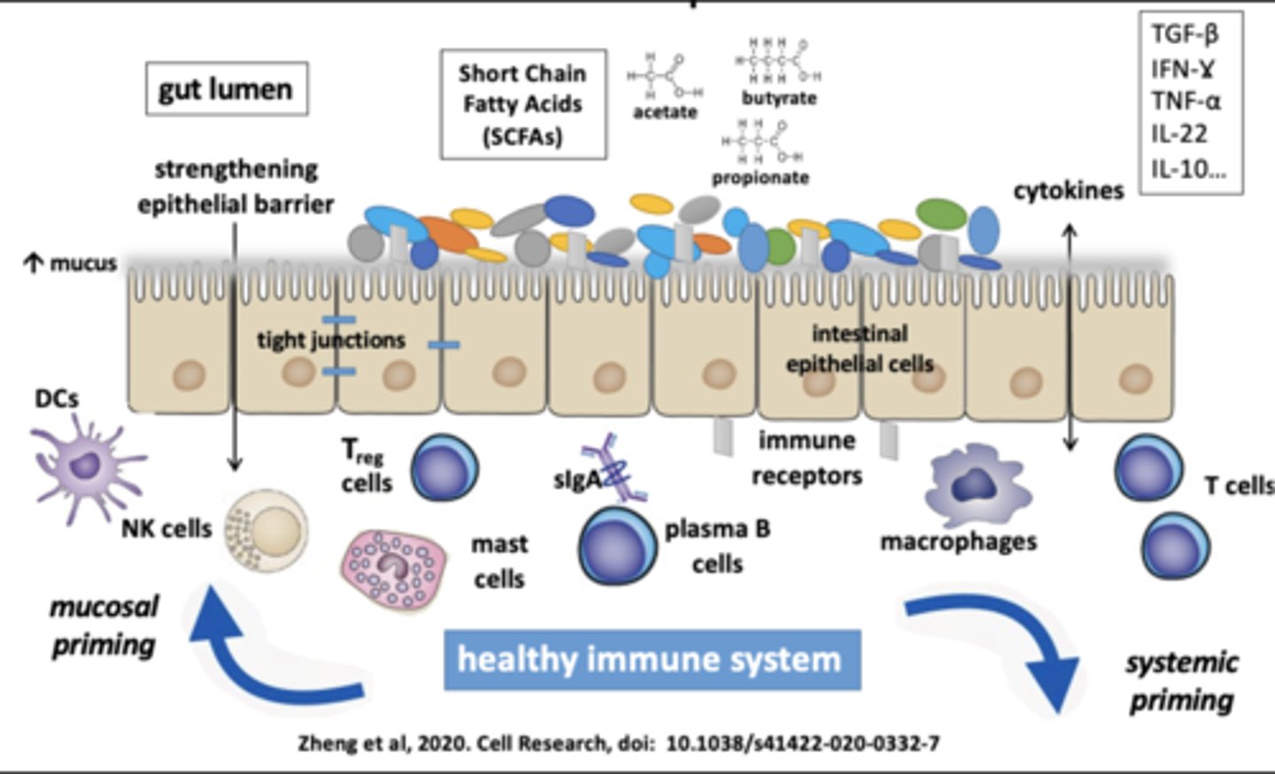 <p>1) Mucosal and systemic immune compartments</p><p>2) Stimulates both tolerance and boosts specific responses</p>