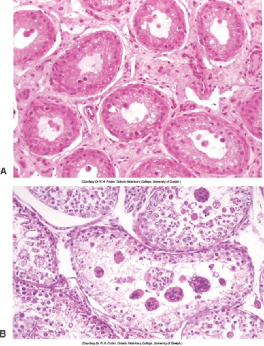 <p>Describe the histological appearance of testicular atrophy/degeneration</p>