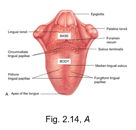<ul><li><p>the slender threadlike whitish lingual papillae</p></li><li><p>give the dorsal (top) surface of the tongue its velvety texture</p></li><li><p><strong>has no taste buds, but makes up a majority of the tongue</strong></p></li></ul><p></p>