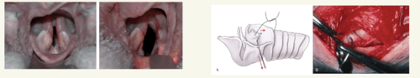 <p>oral o lateral (por el cuello)</p>