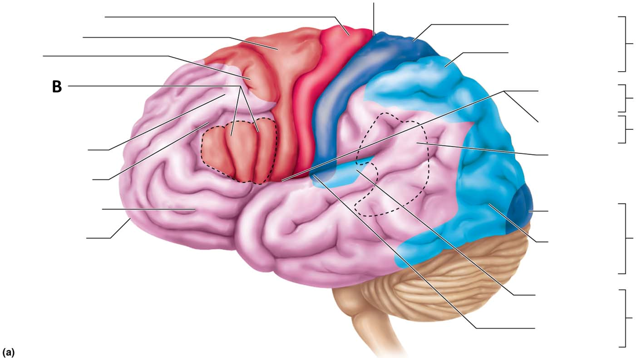 <p>Sending speech to mouth, typically left area of brain</p>