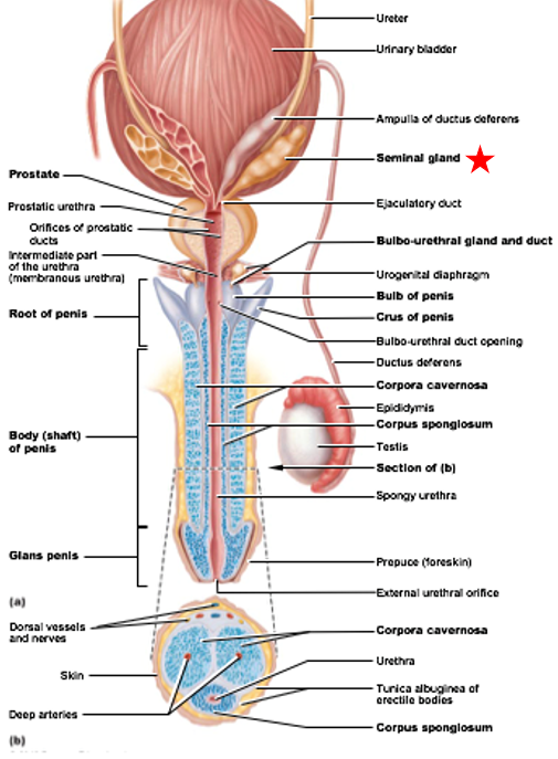 <ul><li><p>Accessory Gland of Male Reproductive System</p></li><li><p>Empty into ejaculatory duct</p></li><li><p>seminal fluid - fluid part of semen</p></li><li><p>Secretions produced: fructose, prostaglandins, proteins</p></li></ul><p></p>