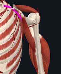 <p>Name this structure</p>