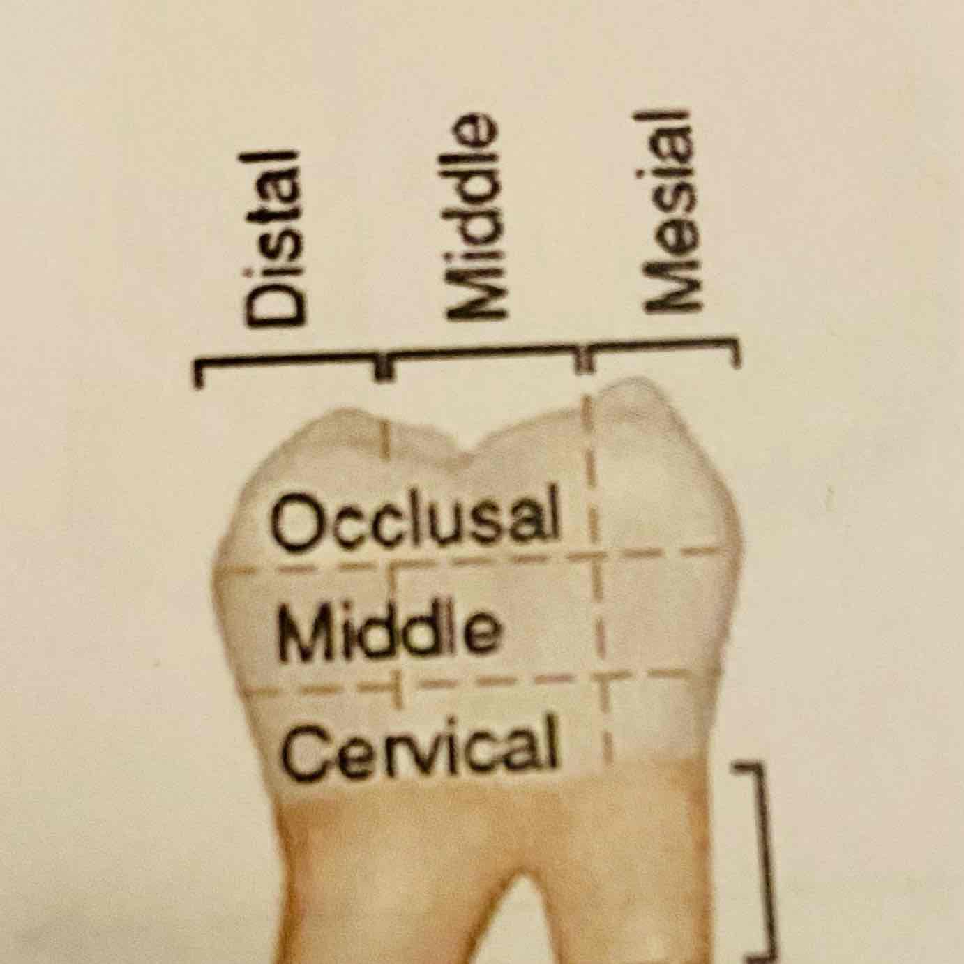 <p>Wat zijn de drie delen als je de tandkroon van een molaar verticaal indeelt?</p>