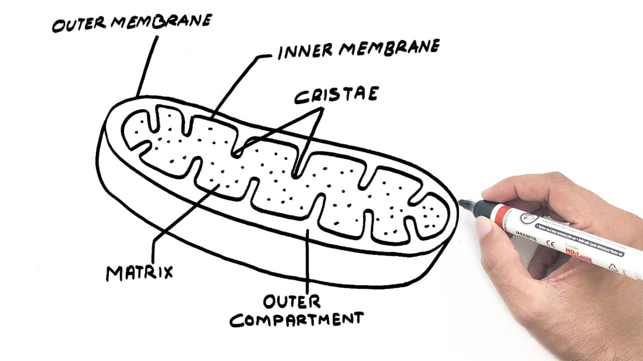 Structure of mitochondrion