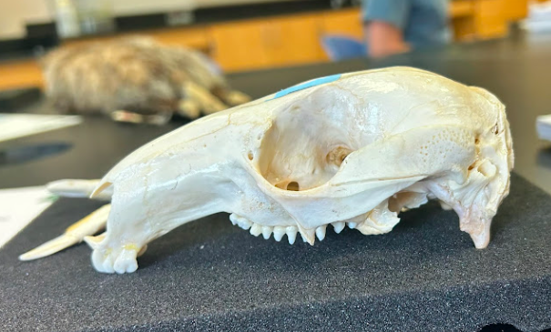 <p>Wallaby</p><p>Australidelphia</p><p>Diprotodontia</p><p>Macropodidae</p>