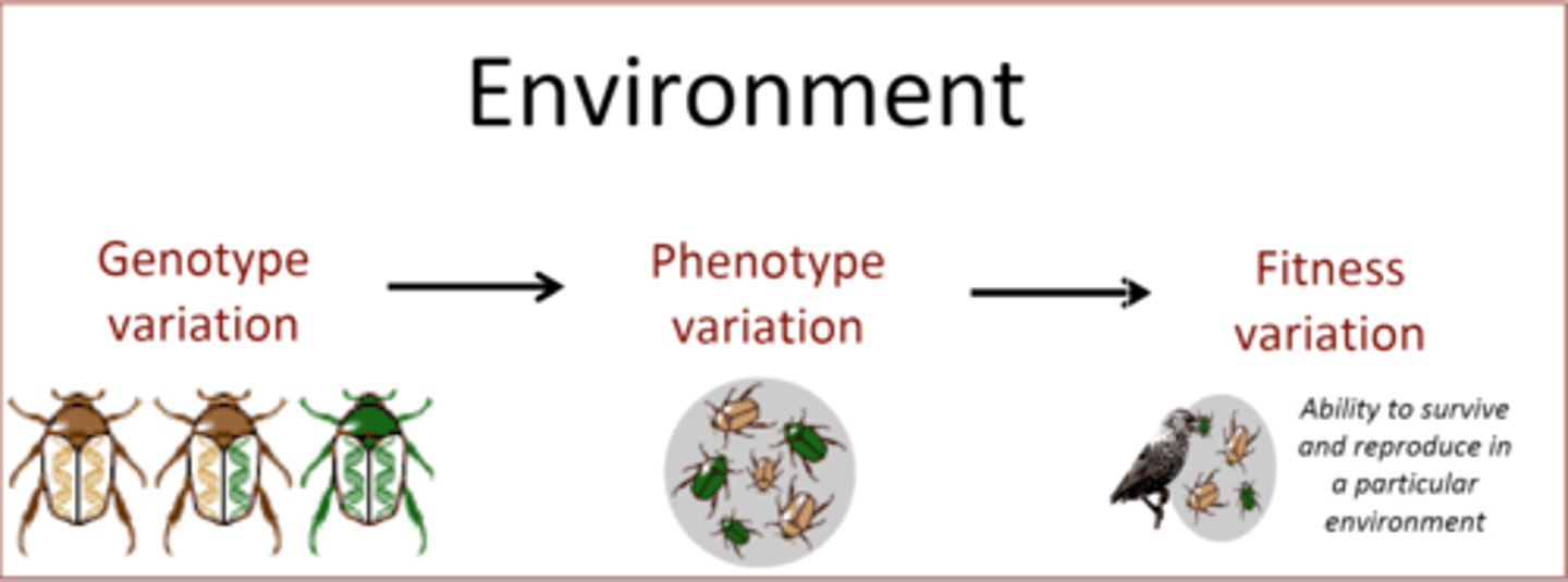 <p>Genotype variation --> phenotype variation --> fitness variation</p>